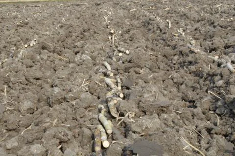 Sugar cane fields in india Foto stock