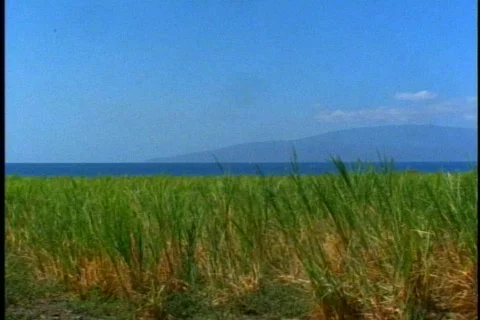 Sugar cane fields, mountains, sea, wide shot, pan right, on Maui in Hawaii Video stock 868975