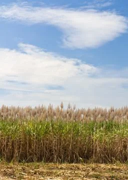 Sugar cane fields Stock Photos