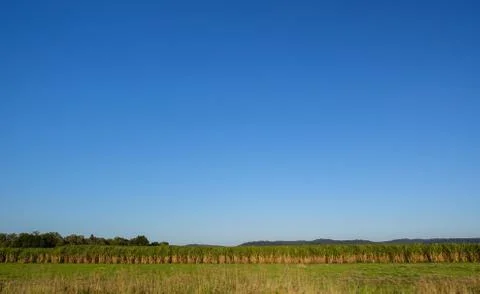 Sugar Cane Fields Stock Photos