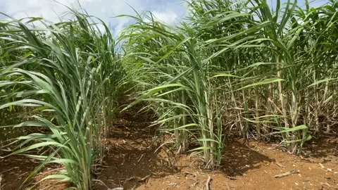 Sugar Cane Fields Swaying In Gentle Breeze Stock Footage 222034735