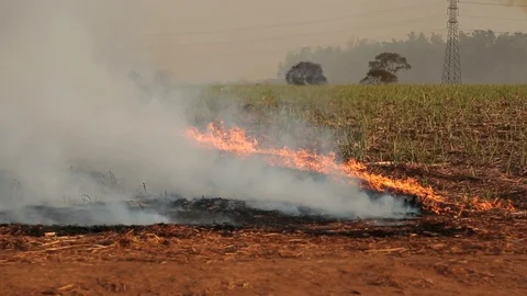 Sugar cane Fire plantation Stock Footage 93282587