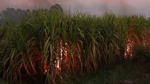 Sugar Cane Fire7 Stock Footage 118840413