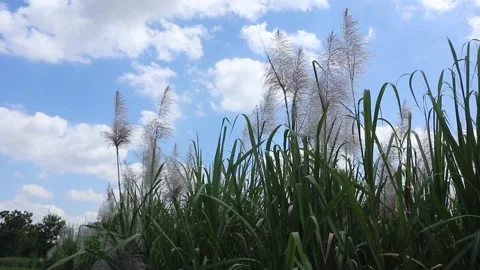 Sugar cane flowers blowing in the wind Stock Footage 274996733