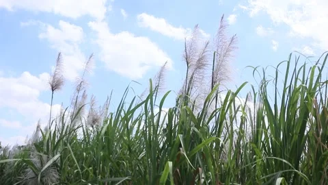 Sugar cane flowers blowing in the wind Stock Footage 274996774
