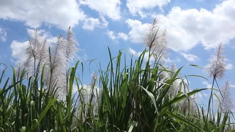 Sugar cane flowers blowing in the wind against Stock Footage 274997152