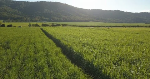Sugar cane fly by - 4K Stock Footage 113965185