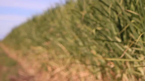 Sugar cane focus pull 库存影片 39566324