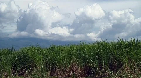 Sugar Cane Stockbeeldmateriaal 1007476