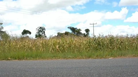 Sugar cane Stock Footage 7740187