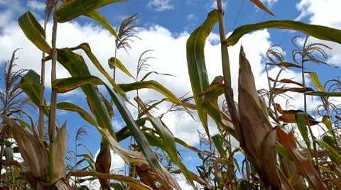Sugar cane Stock Footage 7740198