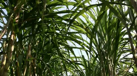 Sugar cane Stock Footage 11237787