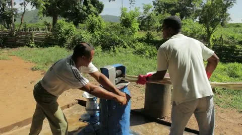 Sugar cane Stock Footage 12366908