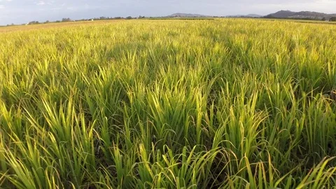 Sugar Cane Stock Footage 74687918