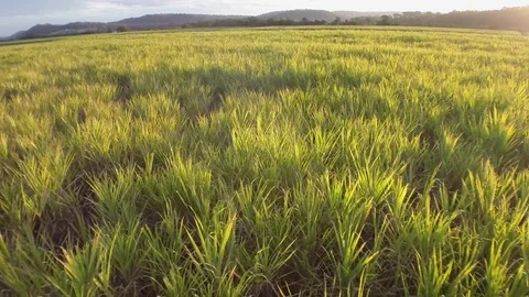 Sugar Cane Stock Footage 74688038