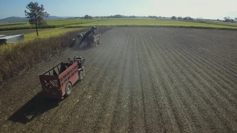 Sugar Cane Stock Footage 74688091