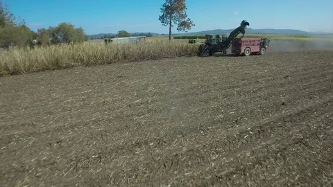 Sugar Cane Stock-Footage 74688152