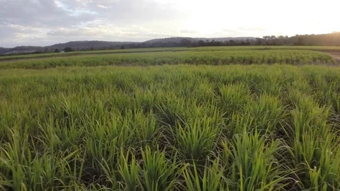 Sugar Cane Stock Footage 74688222