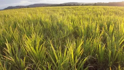 Sugar Cane Stock Footage 74688270