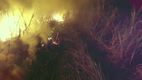 Sugar Cane Stock-Footage 74688818