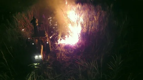 Sugar Cane Stock Footage 74688833