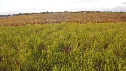 Sugar Cane Stock Footage 74688845