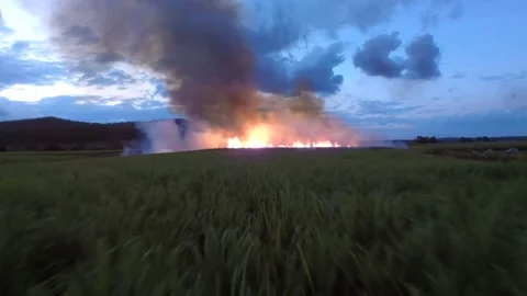 Sugar Cane Stock Footage 74688922