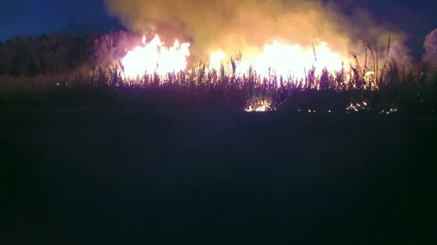Sugar Cane Stock Footage 74688942