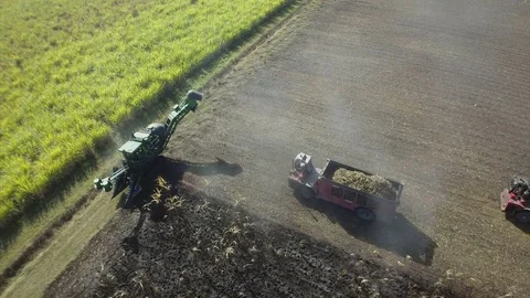 Sugar Cane Stock Footage 74689008