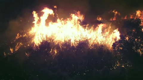 Sugar Cane Stock Footage 74689141