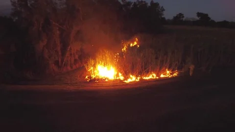 Sugar Cane Stock Footage 74689295