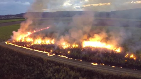 Sugar Cane Stock Footage 74689663