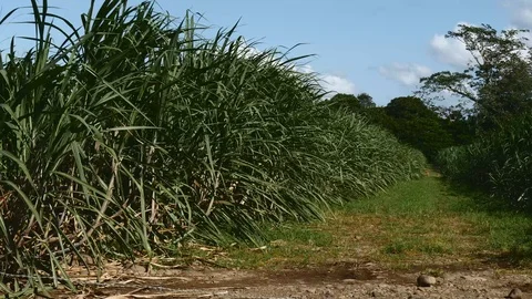 Sugar cane Stock Footage 126557994