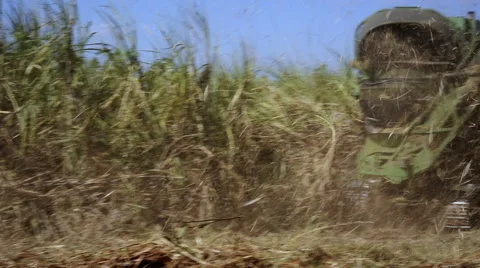 Sugar cane harvest Stock Footage 52372669