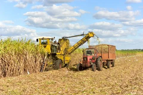 Sugar Cane Harvest Stock Photos