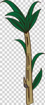 Sugar cane Stock Illustration