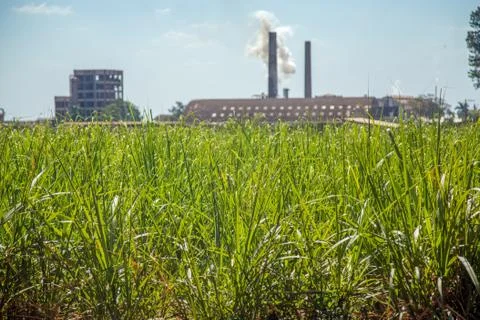 Sugar cane industry Stock Photos
