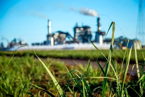 Sugar cane industry Stock Photos