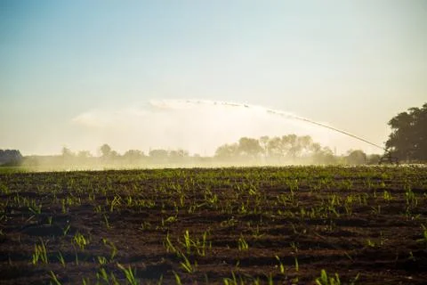 Sugar cane irrigation Stock Photos