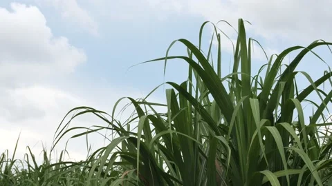 Sugar cane leaf with beautiful sky background, Stock Footage 140044162
