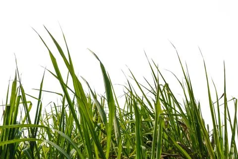 Sugar cane leaf with isolated on a white background Stock-Fotos