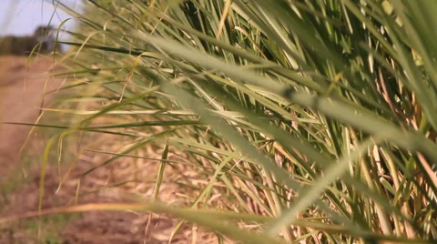 Sugar cane leaves in the breeze Stock Footage 39566091