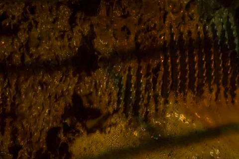 Sugar cane line Stock Photos