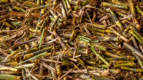 Sugar cane line Stock Photos