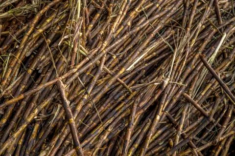 Sugar cane line Stock Photos