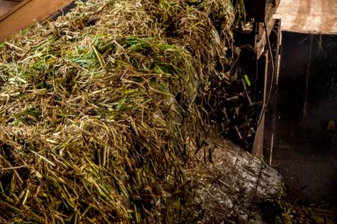 Sugar cane line Stock Photos