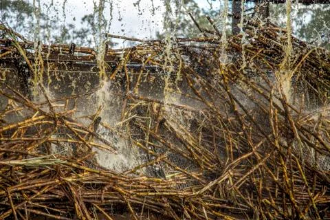 Sugar cane line Stock Photos