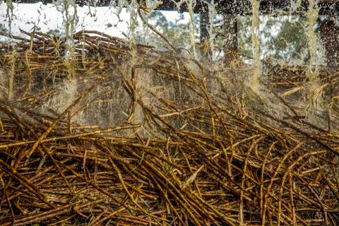 Sugar cane line Foto stock