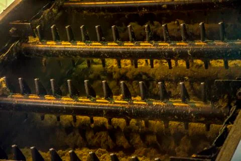 Sugar cane line Stock Photos