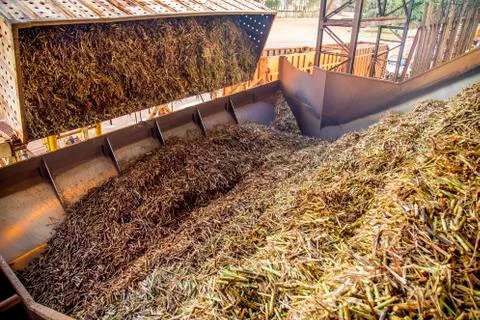 Sugar cane line Stock Photos